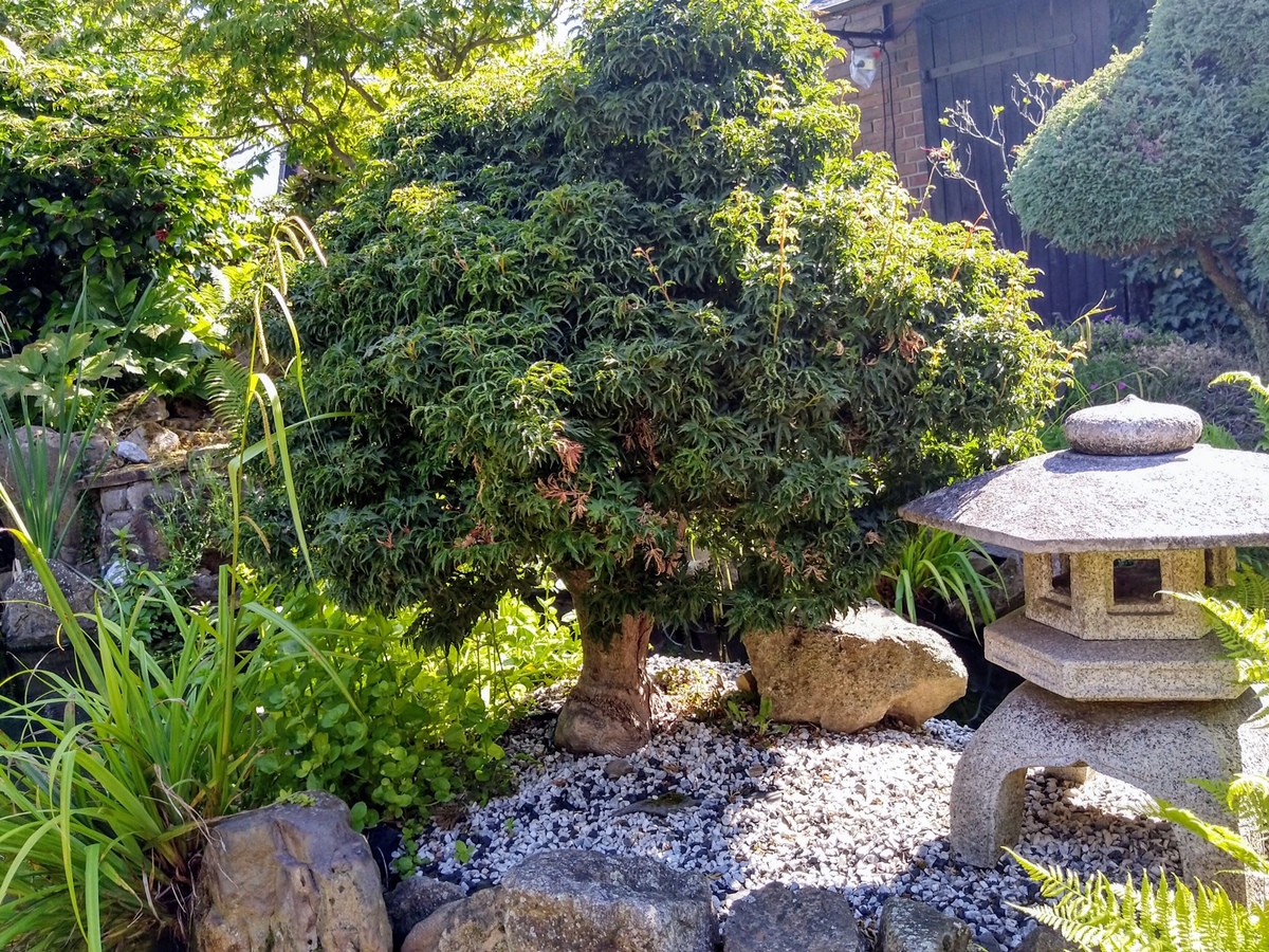 Japanischer Garten: Insel-Ahorn-Bonsai