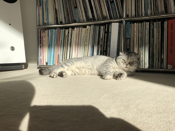 Record Cat